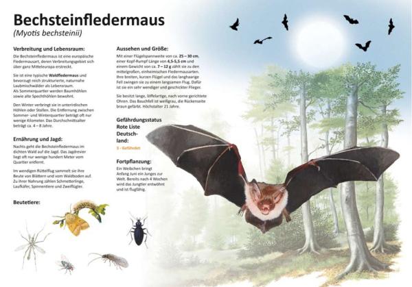 Bild- und Lehrtafel: Bechsteinfledermaus